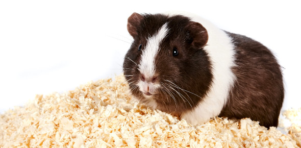 Guinea Pigs Trivia Quiz ProProfs Quiz
